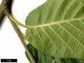 SpeciesSub: subsp. utilis SpeciesSub: subsp. utilis